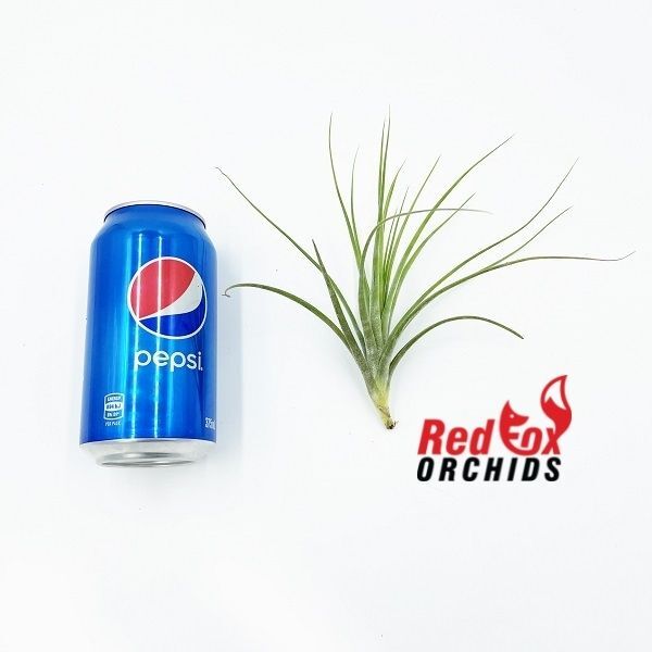 Tillandsia rectifolia