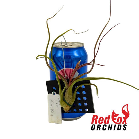 Tillandsia Kinkin