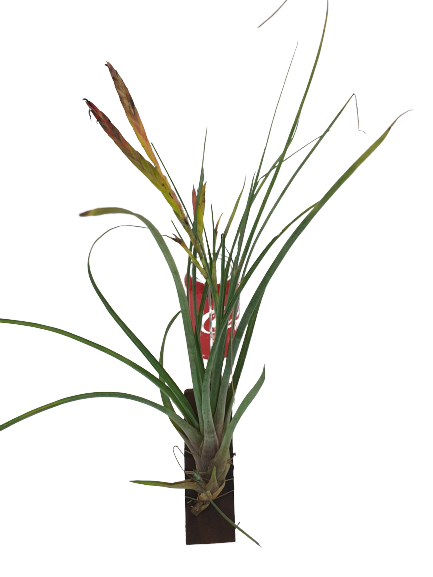 Tillandsia oseriana