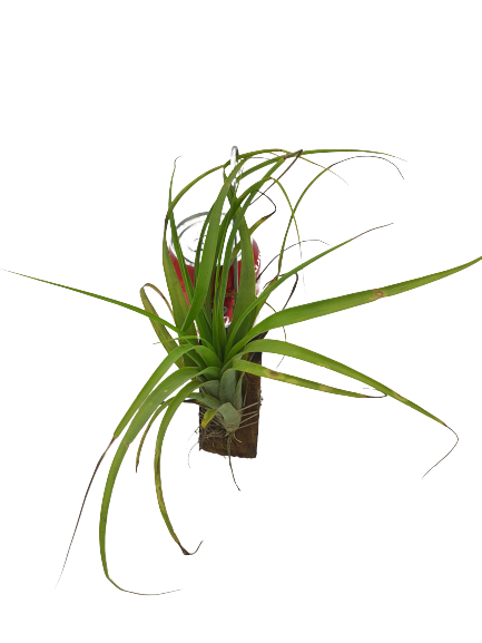 Tillandsia polystachia