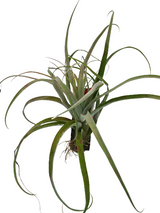 Tillandsia Rio Hondo