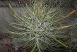 Tillandsia schiediana 'Pink Spikes'