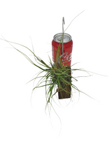 Tillandsia schiediana 'Red Spikes'