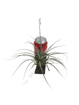 Tillandsia nova Peruvian Species