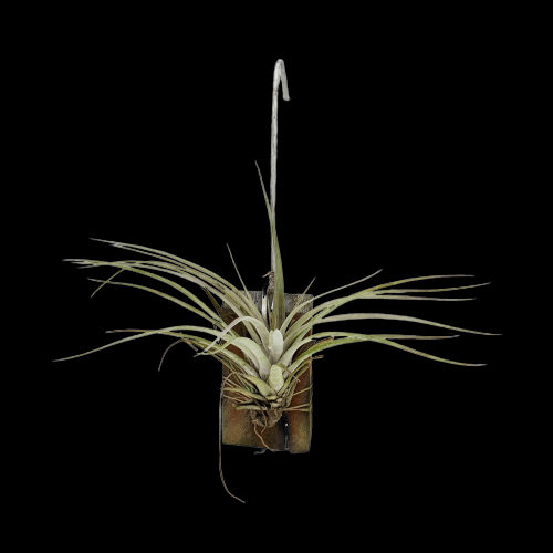Tillandsia nova Peruvian Species