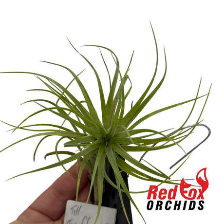 Tillandsia tenuifolia var saxicola