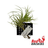 Tillandsia tenuifolia var saxicola