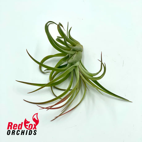 Tillandsia victoria