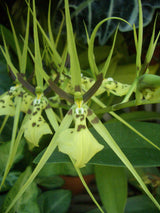 Brassia gireaudiana