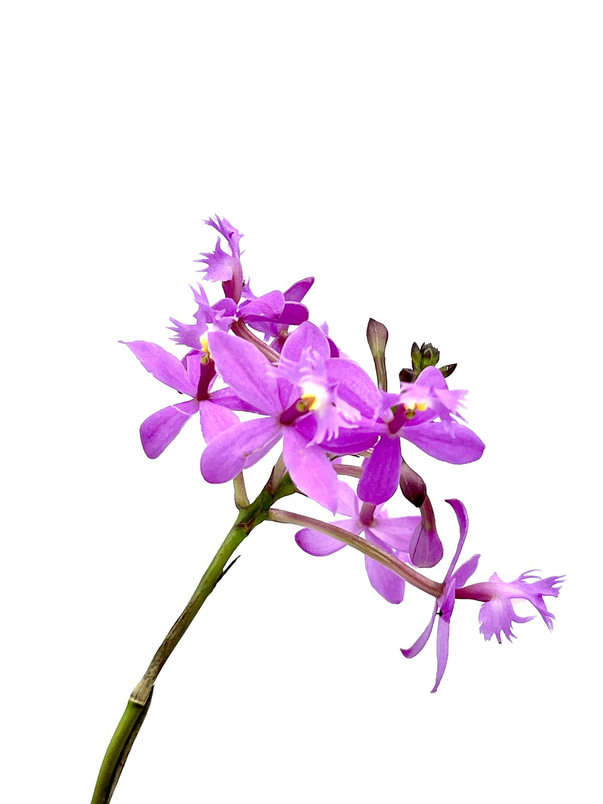 Epidendrum Topaz Special