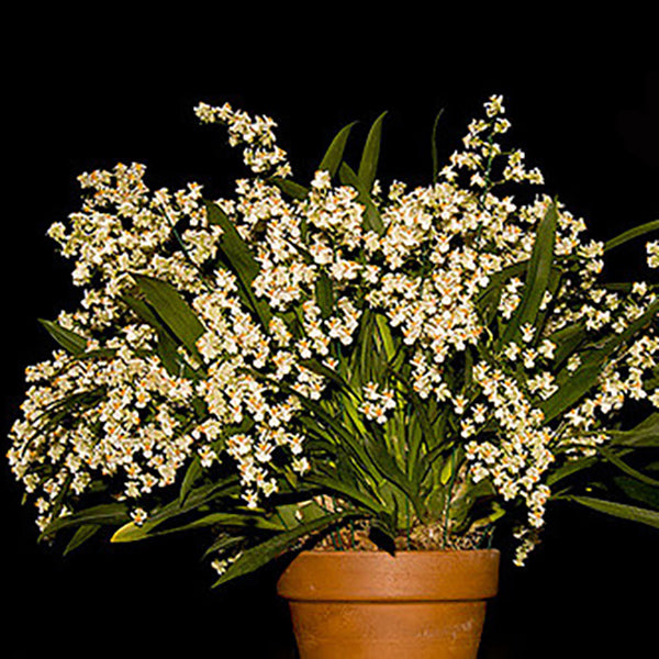 Oncidium Twinkle 'Fragrant Fantasy'