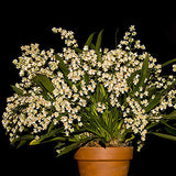 Oncidium Twinkle 'Fragrant Fantasy'