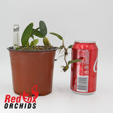 Bulbophyllum ambrosia