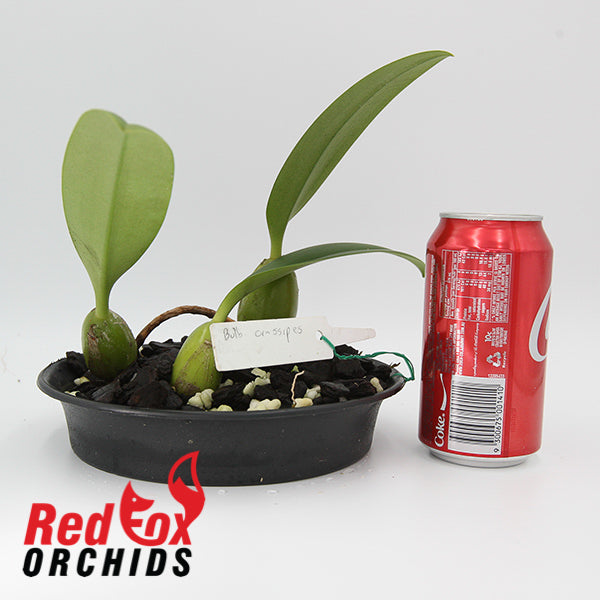 Bulbophyllum crassipes