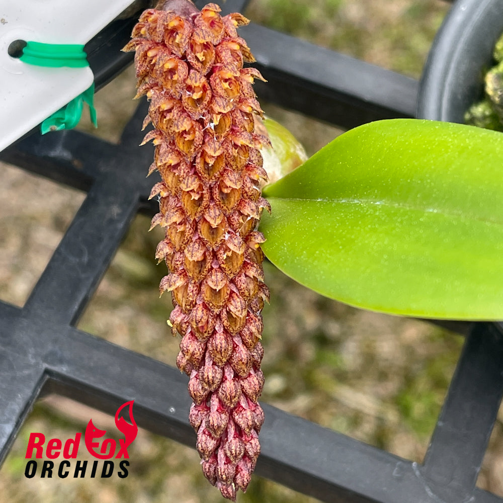 Bulbophyllum crassipes