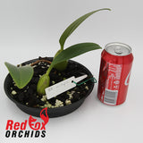 Bulbophyllum crassipes