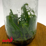 Bulbophyllum crassipes Flask