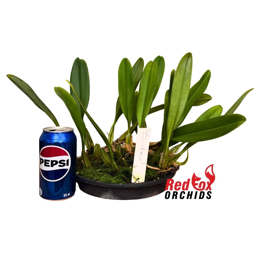 Bulbophyllum rothschildianum