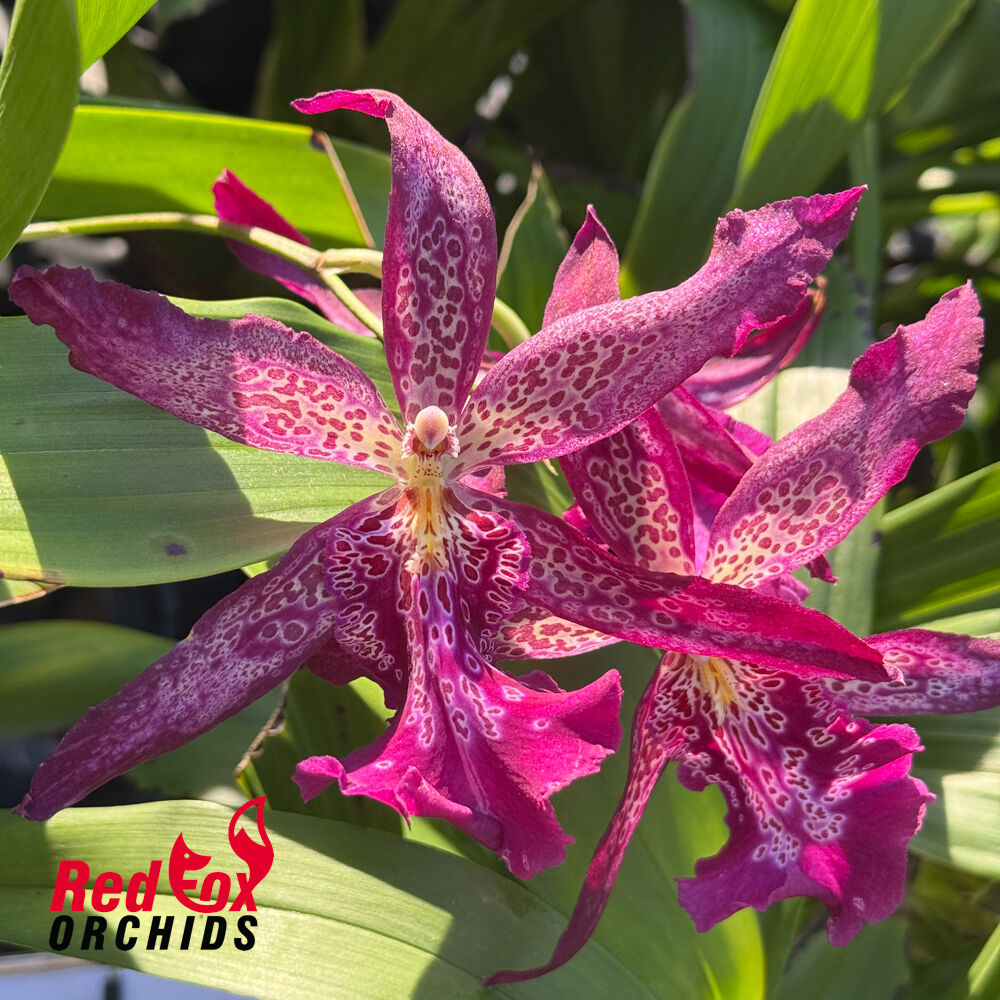 Beallara Marfitch 'Howard's Dream'