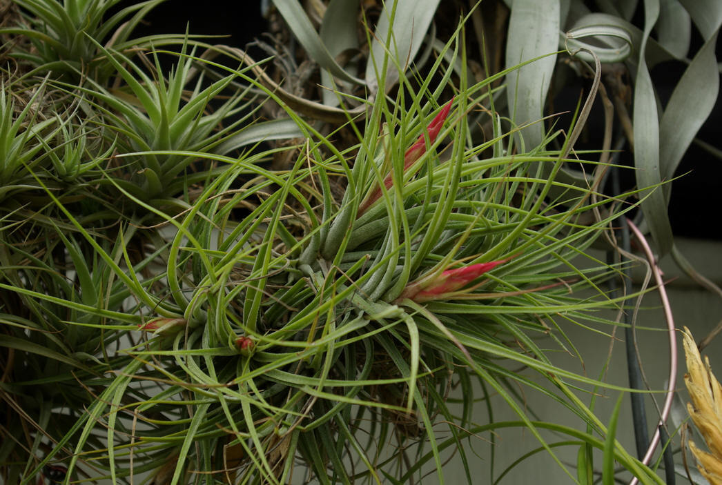 Tillandsia ionantha x schiedeana