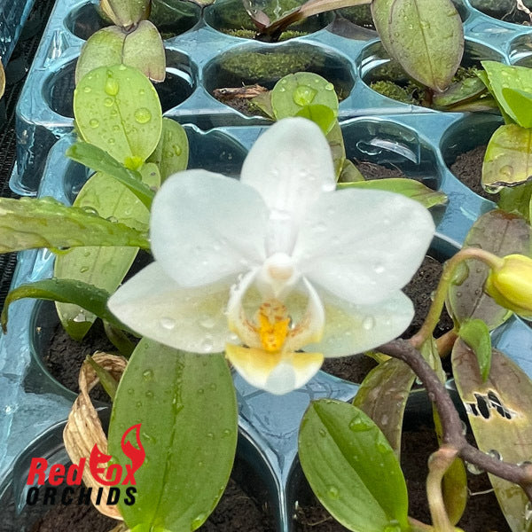 Phalaenopsis Soft Cloud