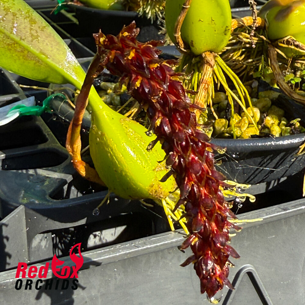 Bulbophyllum morphologorum