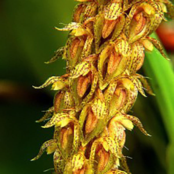 Bulbophyllum morphologorum