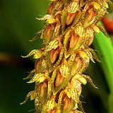 Bulbophyllum morphologorum