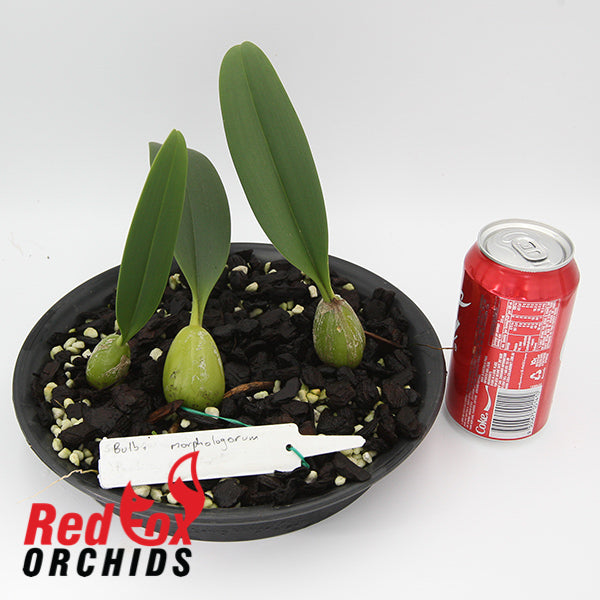 Bulbophyllum morphologorum