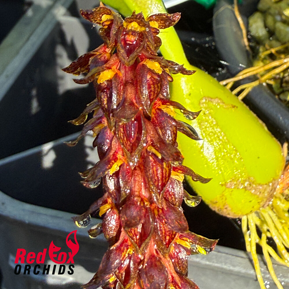 Bulbophyllum morphologorum