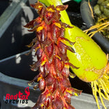 Bulbophyllum morphologorum