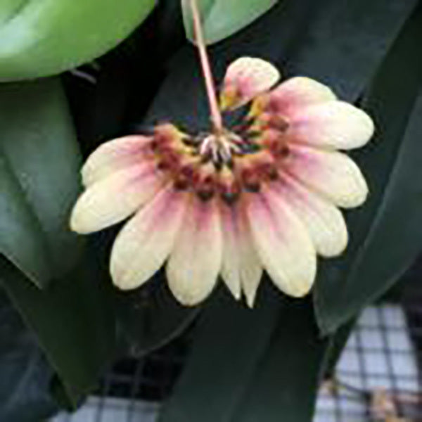 Bulbophyllum flabellum-veneris