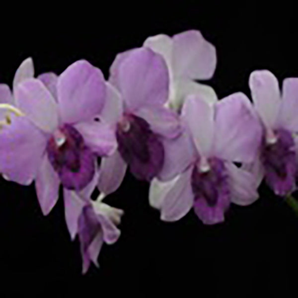 Dendrobium Blue Planet
