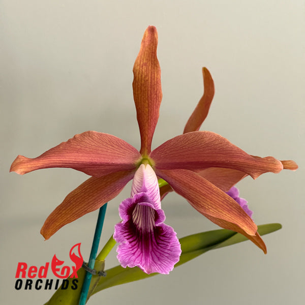 Cattleya tenebrosa