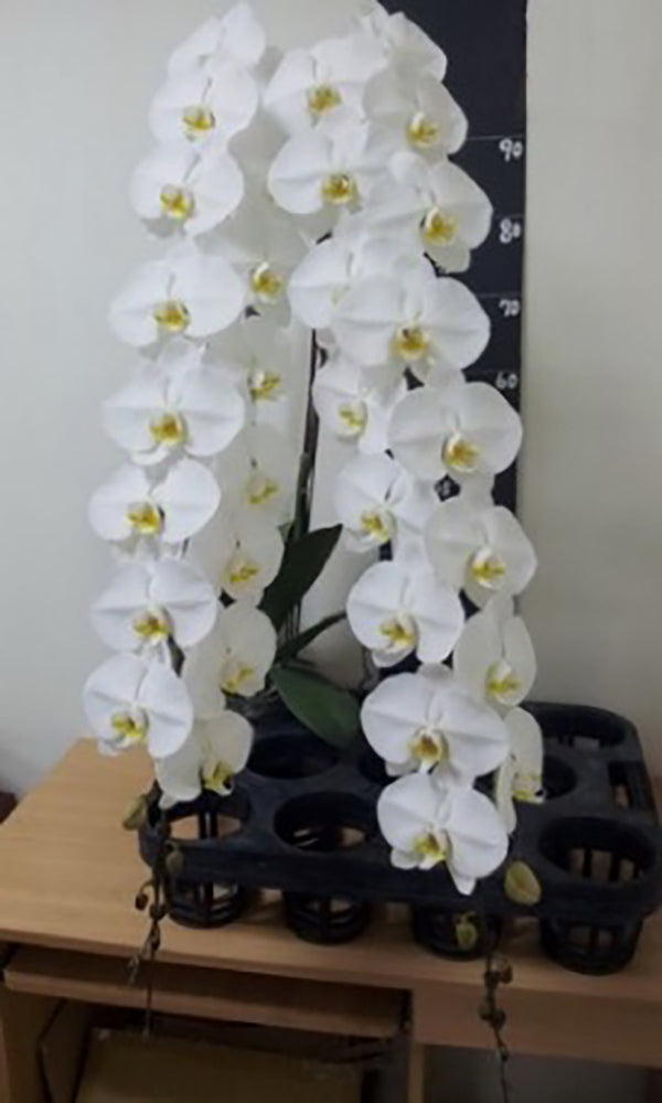 Phalaenopsis Sogo Yukidian 'V3'