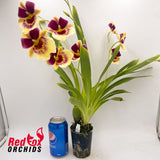 Miltoniopsis Banana Fandango 'Faded Memories'