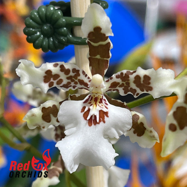 Oncidium Speckled Spire 'Shorty'