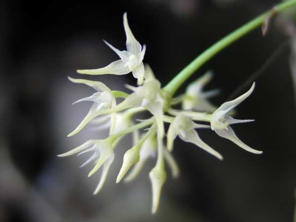 Bulbophyllum laxiflorum
