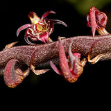 Bulbophyllum scaberulum