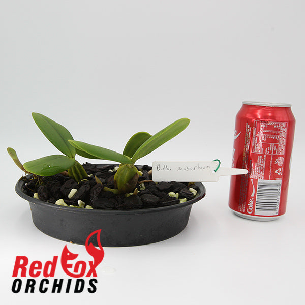 Bulbophyllum scaberulum