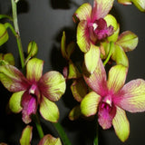 Dendrobium Burana Emerald Splash