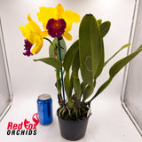 Rhyncholaeliocattleya Alma Kee `Tip Malee´