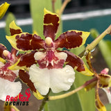Colmanara Jungle Monarch 'Own Selection'