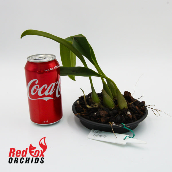Bulbophyllum dearei