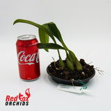 Bulbophyllum dearei