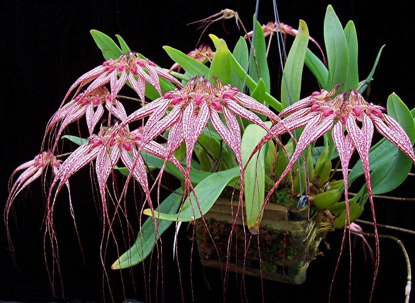 Bulbophyllum Lovely Elizabeth