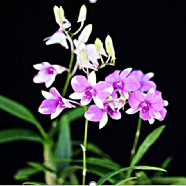 Dendrobium Fujiyama 'Fire Cracker'