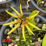 Bulbophyllum cummingii