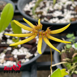 Bulbophyllum cummingii
