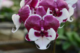 Phalaenopsis Allura 'Santa Claus'